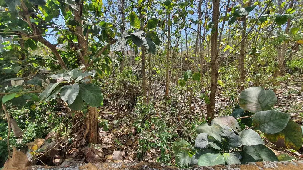 Tanah Luas Palapa Kampial Badung Bali