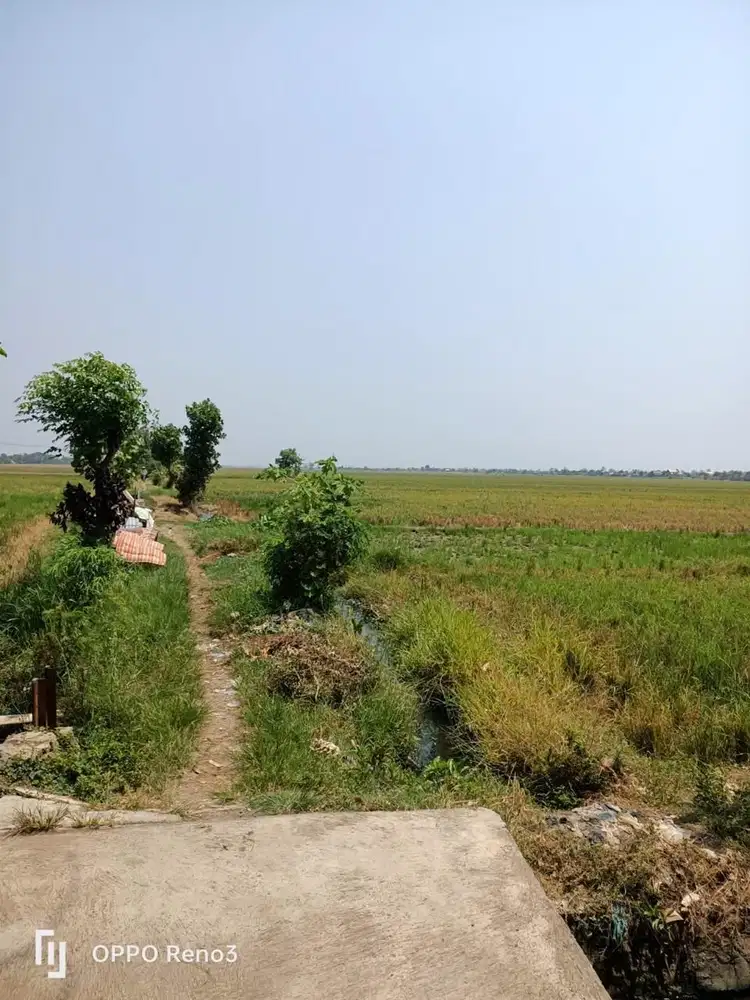 Tanah Sawah Pertanian Produktif Ketapang Kendal