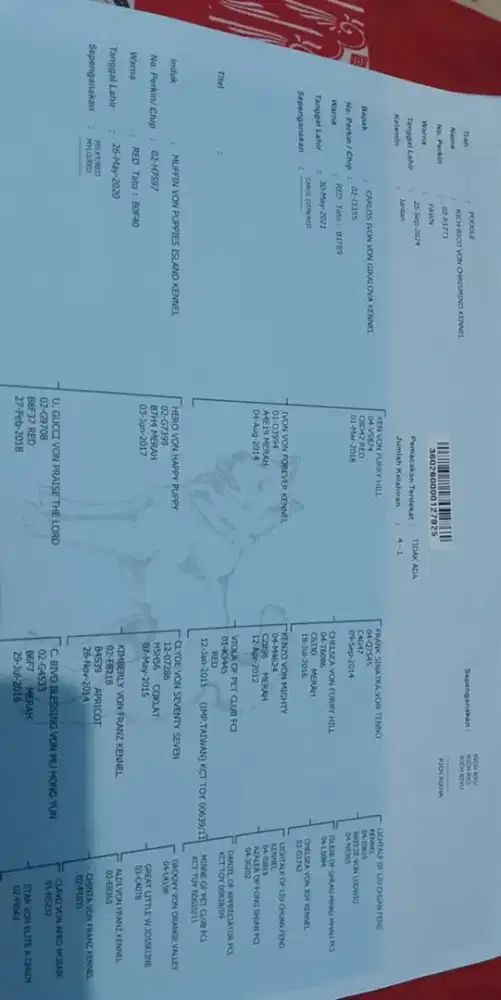 Poodle Jantan Frendly