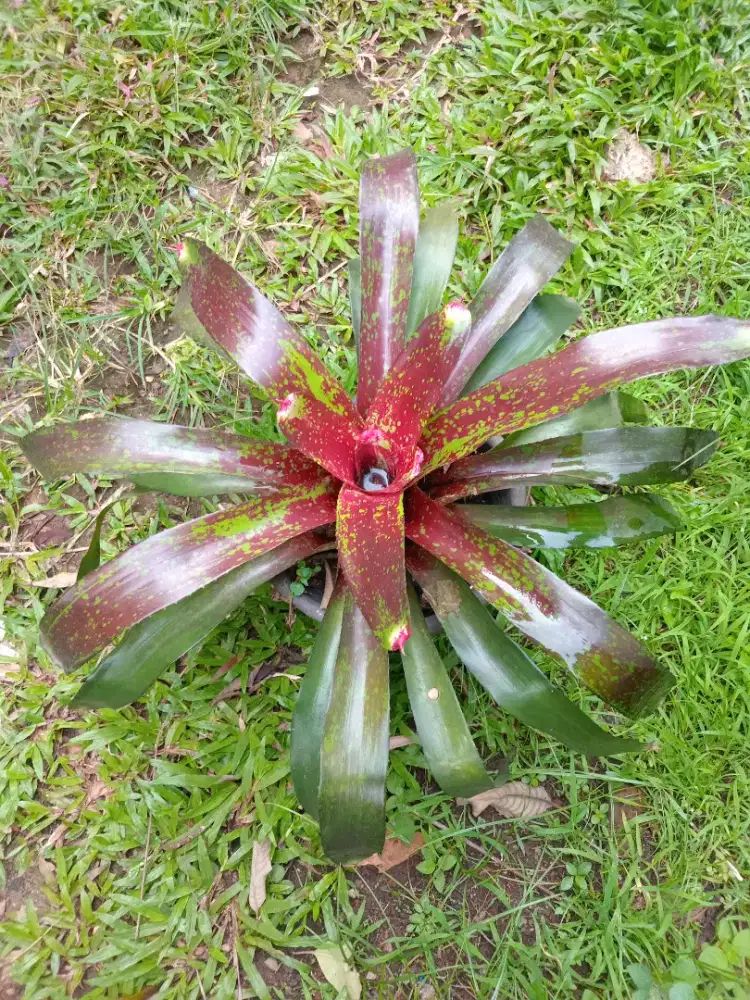 Tanaman hias bromelia fireball