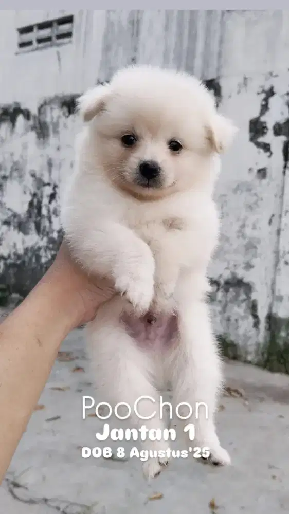 Poochon Jantan & Betina