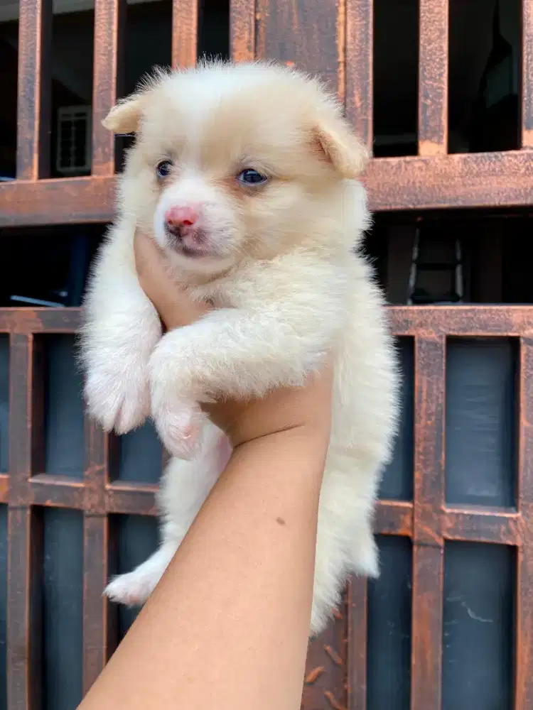 Mini Pom Open Adopt 2bulan jantan & Betina