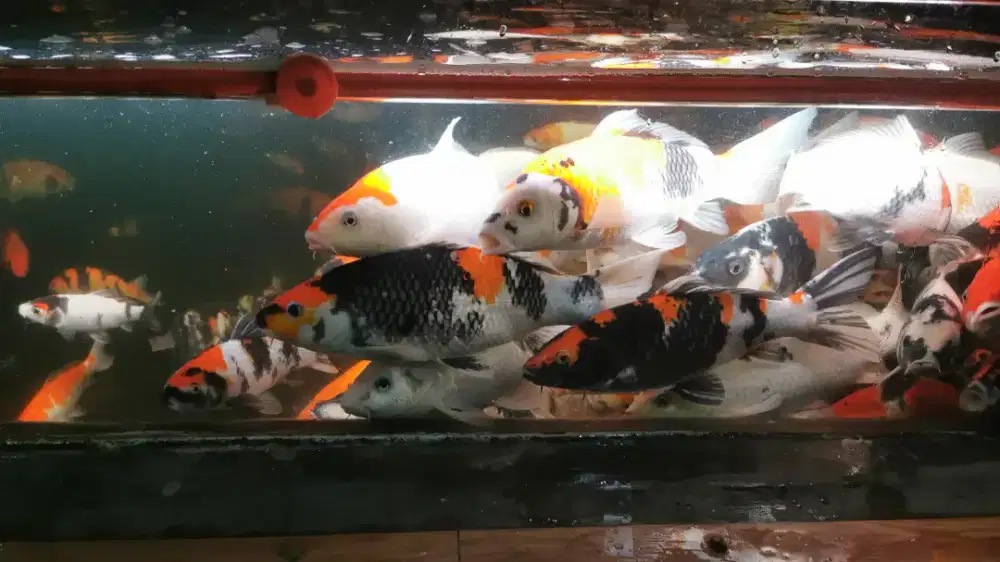 Ikan Mas Koi. Tangerang