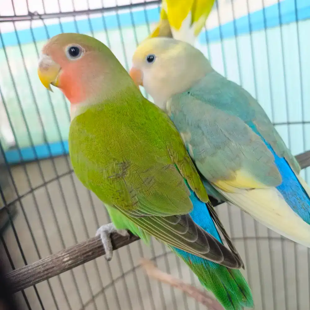 Jual 3 Pasang Lovebird NK/Non Klep