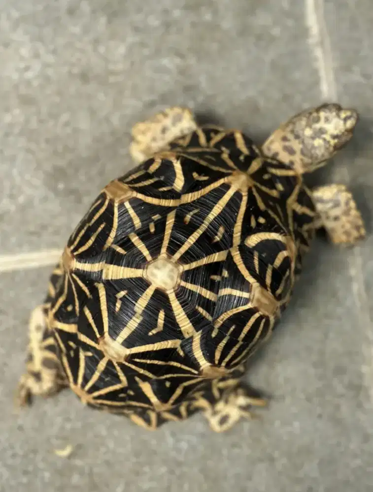 SRILANKA STAR 18cm 12 Scute LESS SCUTE SIMETRIS