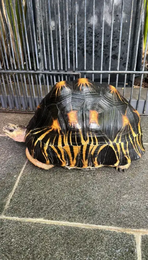 Radiata 36cm FEMALE INDUKAN SIAP BREED