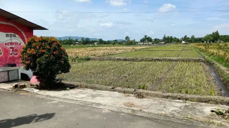 Bu dijual sawah produktif 2630m ld 15m di gantiwarno