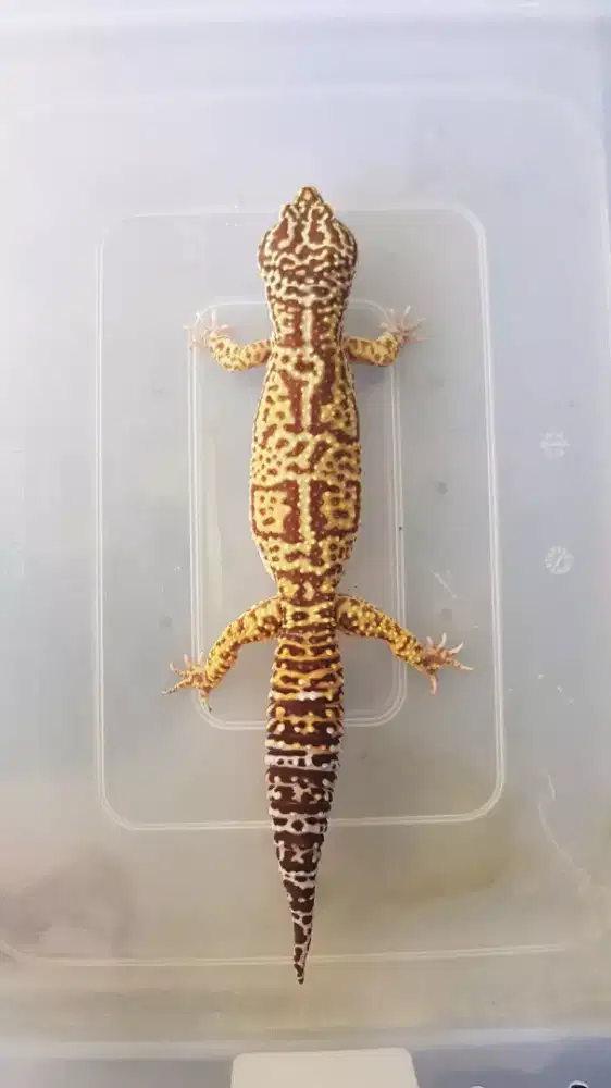 Gecko Langka Giant