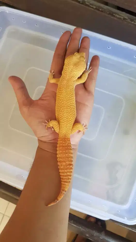 Gecko Sunglow Super Giant