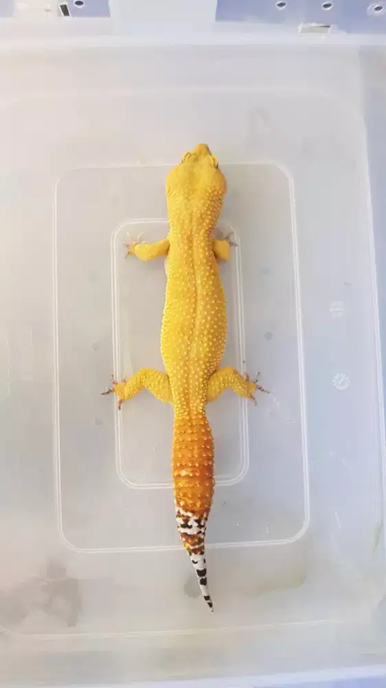 Gecko super Giant SHTCTB