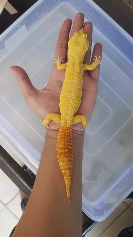 Gecko Super Giant