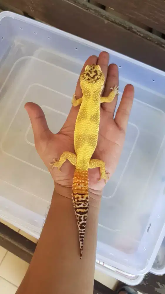Gecko Lemon Frost Super Giant