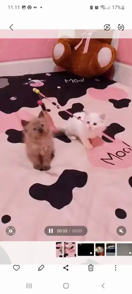 KITTEN PERSIA  &  HIMALAYA  ( COKLAT )