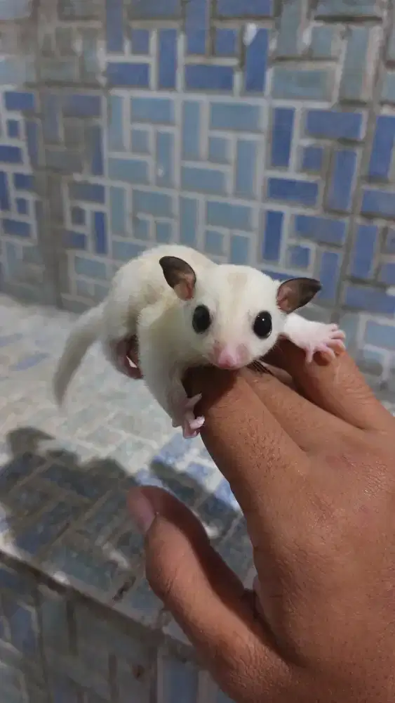Sugar glider platinum