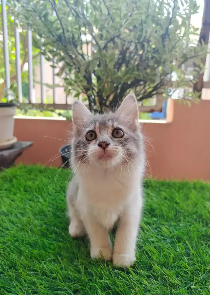 Open adopsi kitten Persia Himalaya & tabby belang