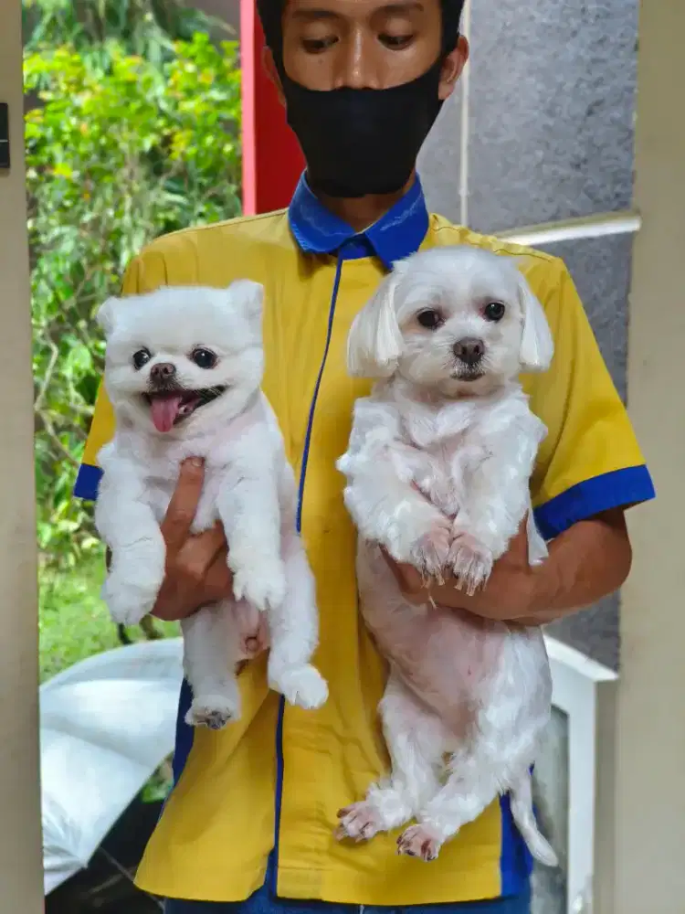 Salon anjing bogor kerumah