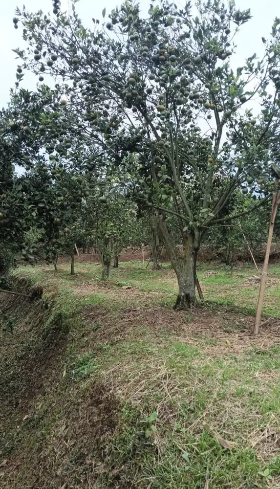Tanah Kebun Dau Murah