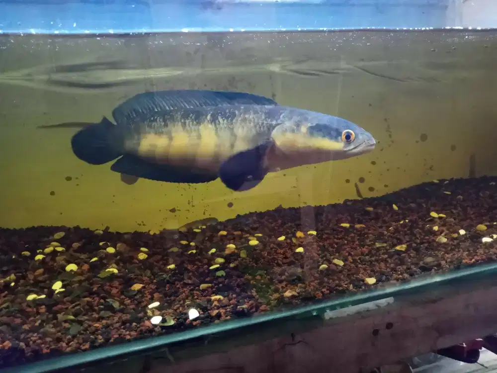 Channa maru red barito size 36 cm