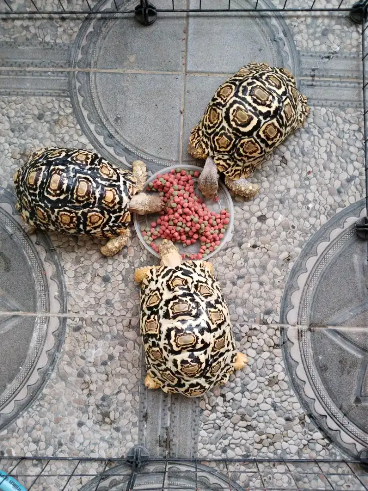 Jalur lambat, pardalis