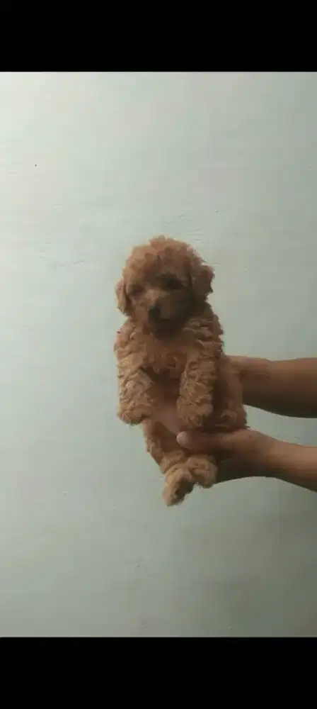 Red Toy Pudel. Stambum. Vaksin. Jantan betina