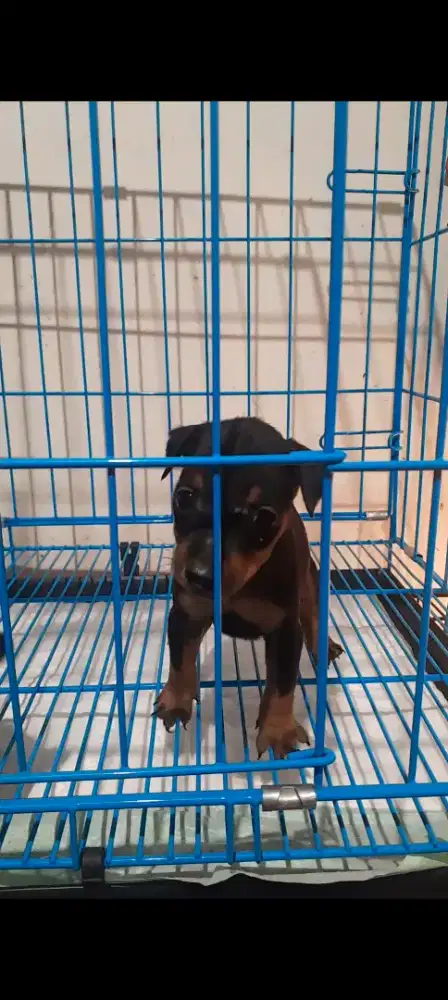 Mini Pincher . Stambum . Good bloodline