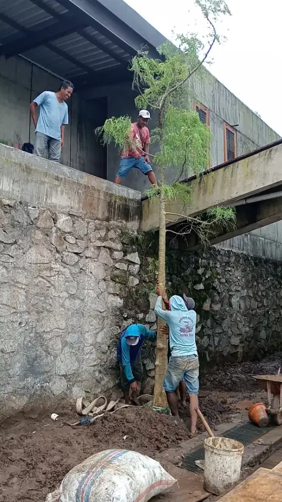 kelor afrika kelor afrika