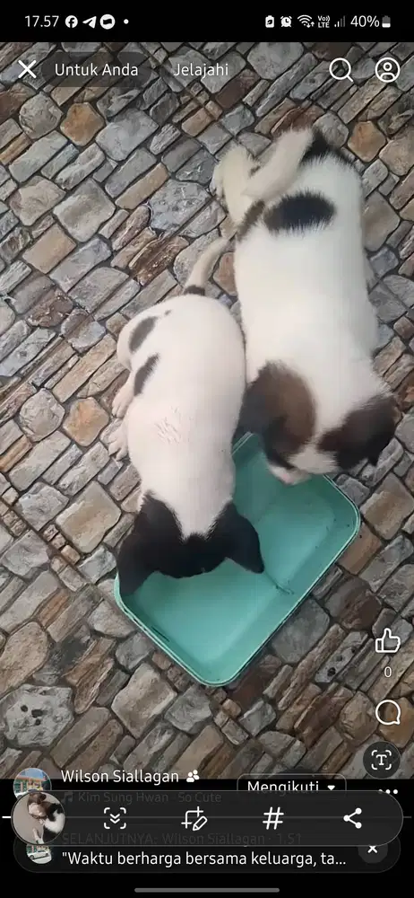 Anak anjing gemas dan murah