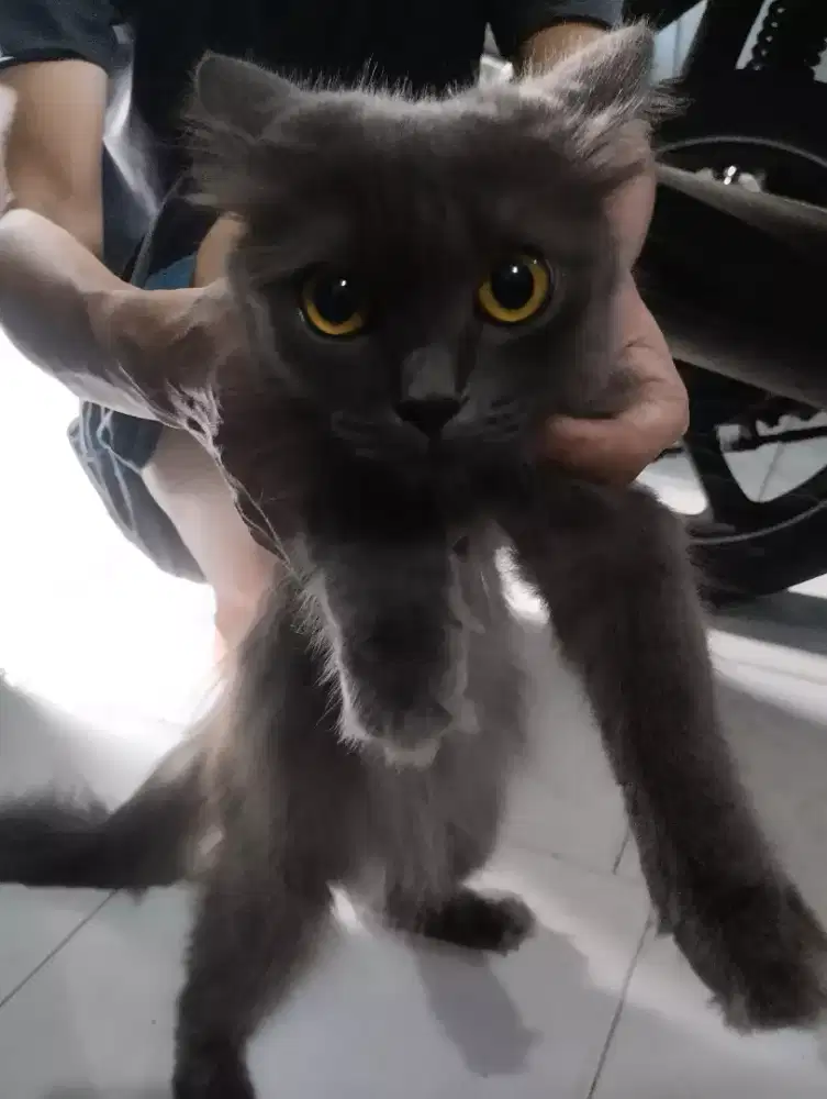 Kucing Persia umur 6 bln