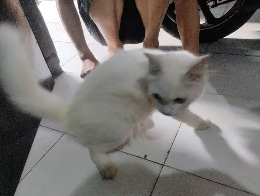 Kucing Persia jantan outih