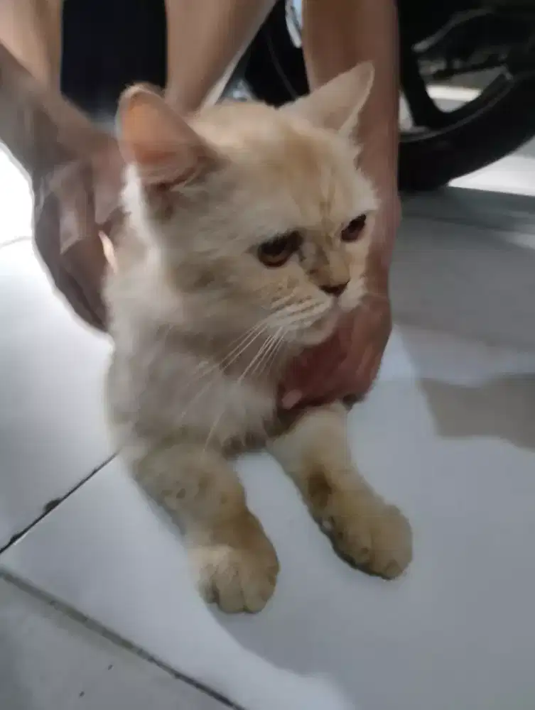 Kucing bsh Oren betina