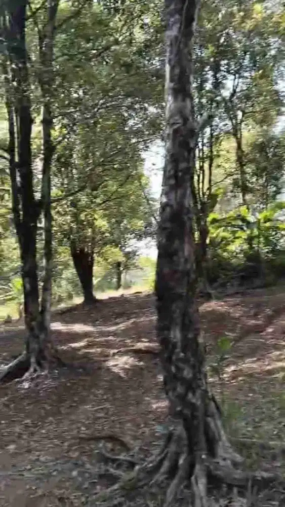 Dijual tanah kebun cengkeh dan pete pinggir jalan masuk mobil, 9 ha, SHM