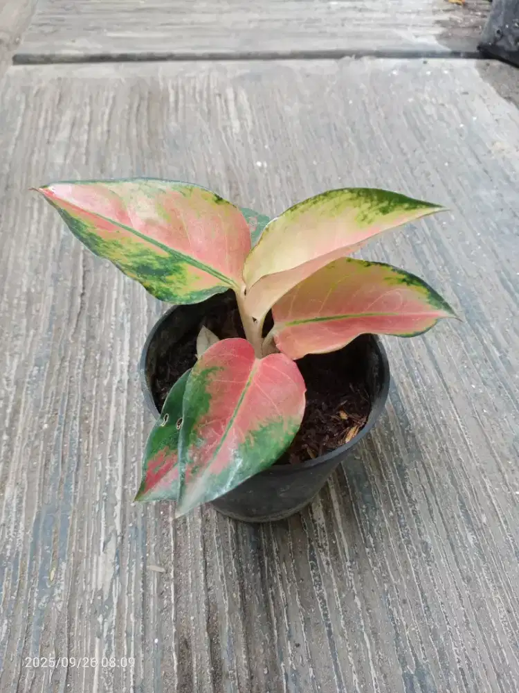 Bunga Aglonema Sultan Brunei Subur, Tanaman Hias