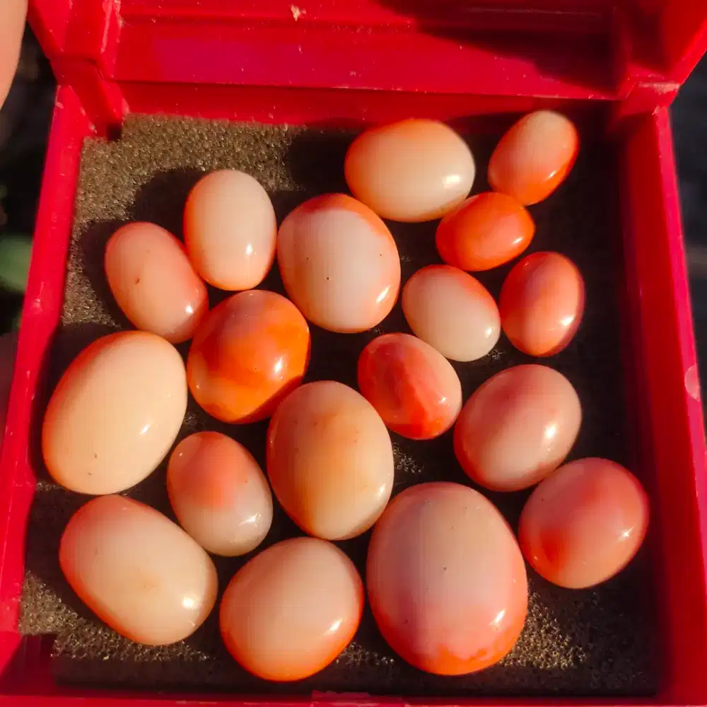 Take All Borongan Batu Marjan Asli Red Coral Laut Pasifik Momo Langka