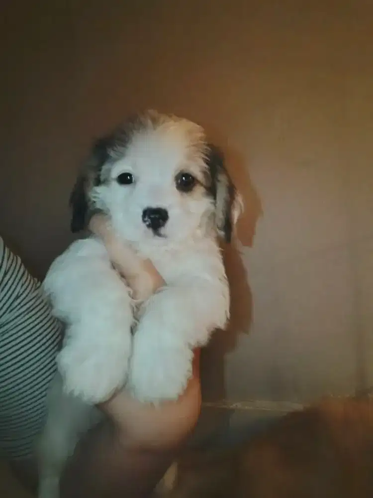 Puppies Beagle mix Shihpoochon