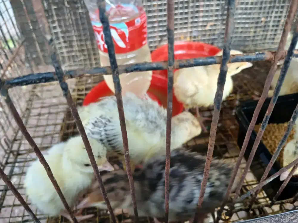 Jual  anak kalkun umur 1 minggu