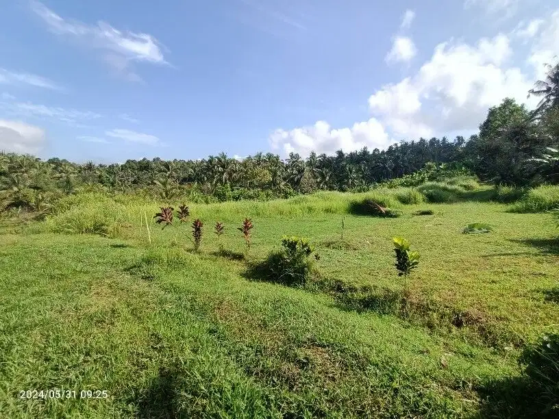 Tanah harga murah di Tabanan Bali