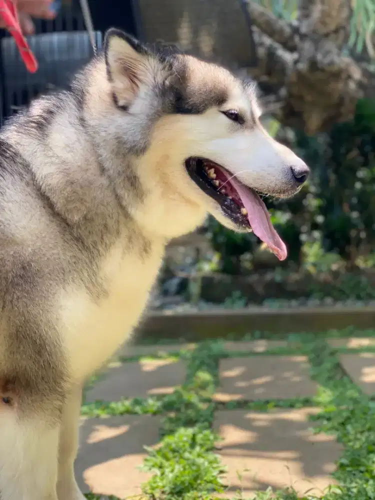Alaskan malamute import
