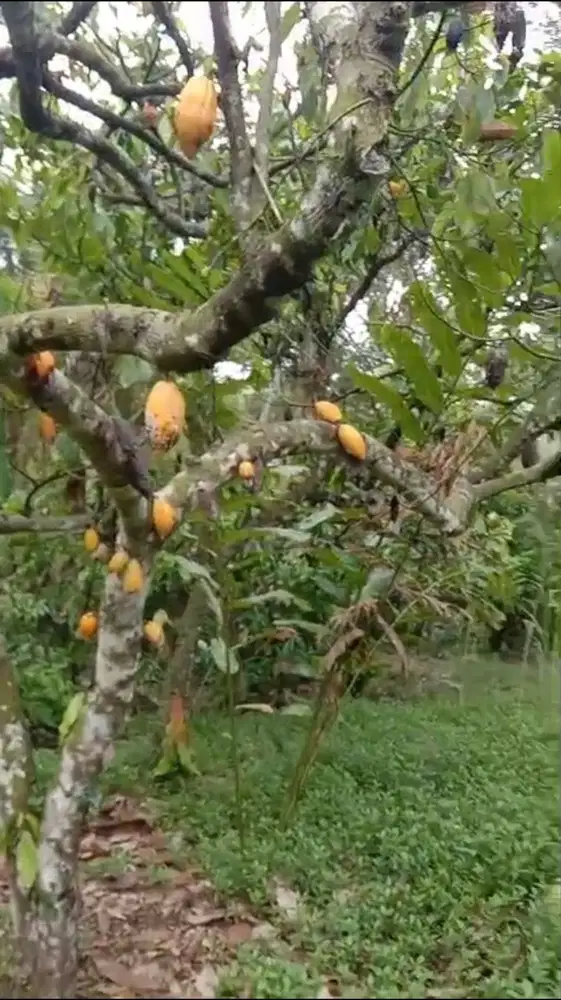 Kebun Cokelat di Selemadeg Tabanan Bali