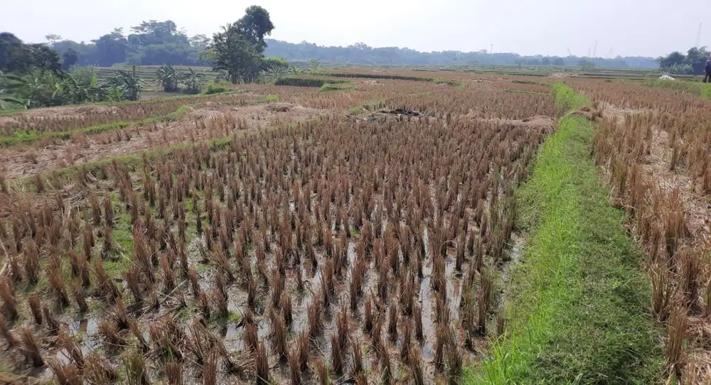 Dijual Tanah Sawah Bebas Banji Berlokasi Di Cariu Bogor