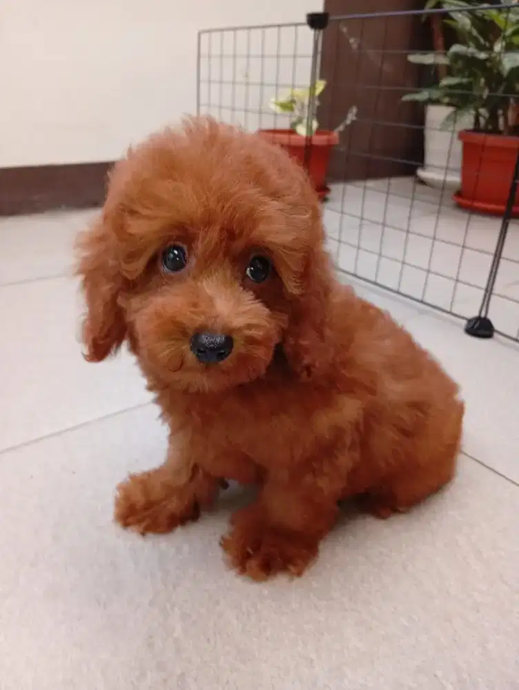 JUAL ANAKAN RED TOY PODDLE DOB 7 JUN 2025.SURAT KOMPLIT.VAKSIN