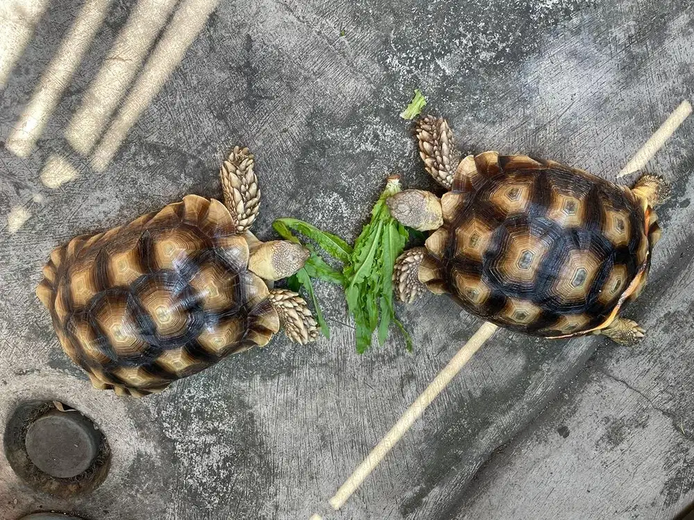 Jual kura kura sulcata 2 ekor