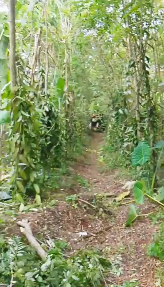 Tanah Kebun Durian & Panili di Serang, Sudah Panen