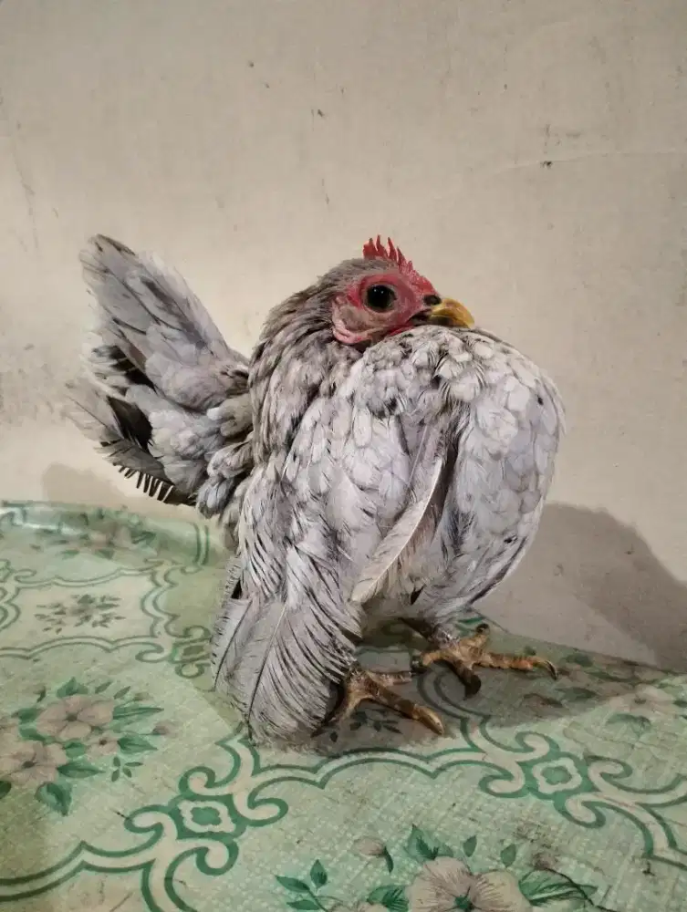 Serama Silver Selam Indukan Betina Trah Anak Juara