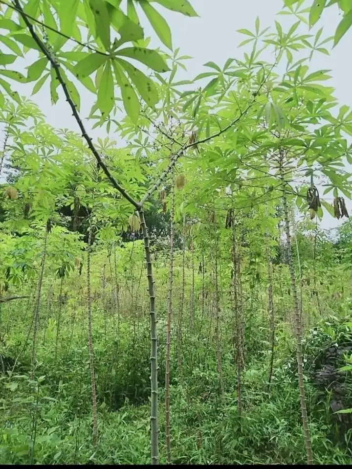 Di Jual Tanah Kebun luas 2.885 m² (langsung dengan pemilik)