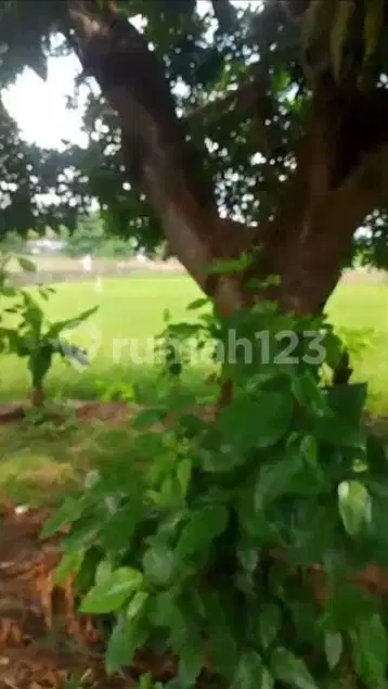 Premium Land For Sale Land 14 Are Close To The Beach And Rice Field View In Central Lovina