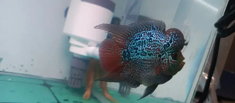 Ikan louhan (SRD) +aquarium full set