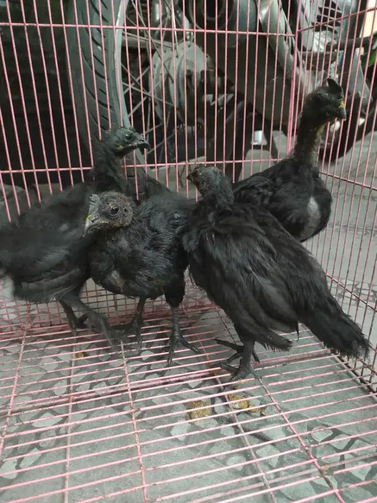 Ayam cemani umur 1.5 bulanan jual per pasang
