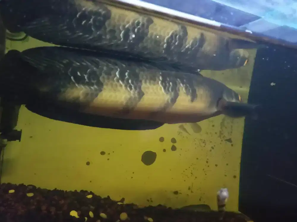 Silahkan yg mau lanjutin progres red barito size 30cm