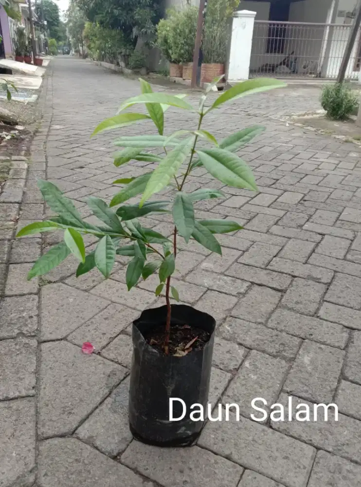 Bibit Daun Salam Buat Masak