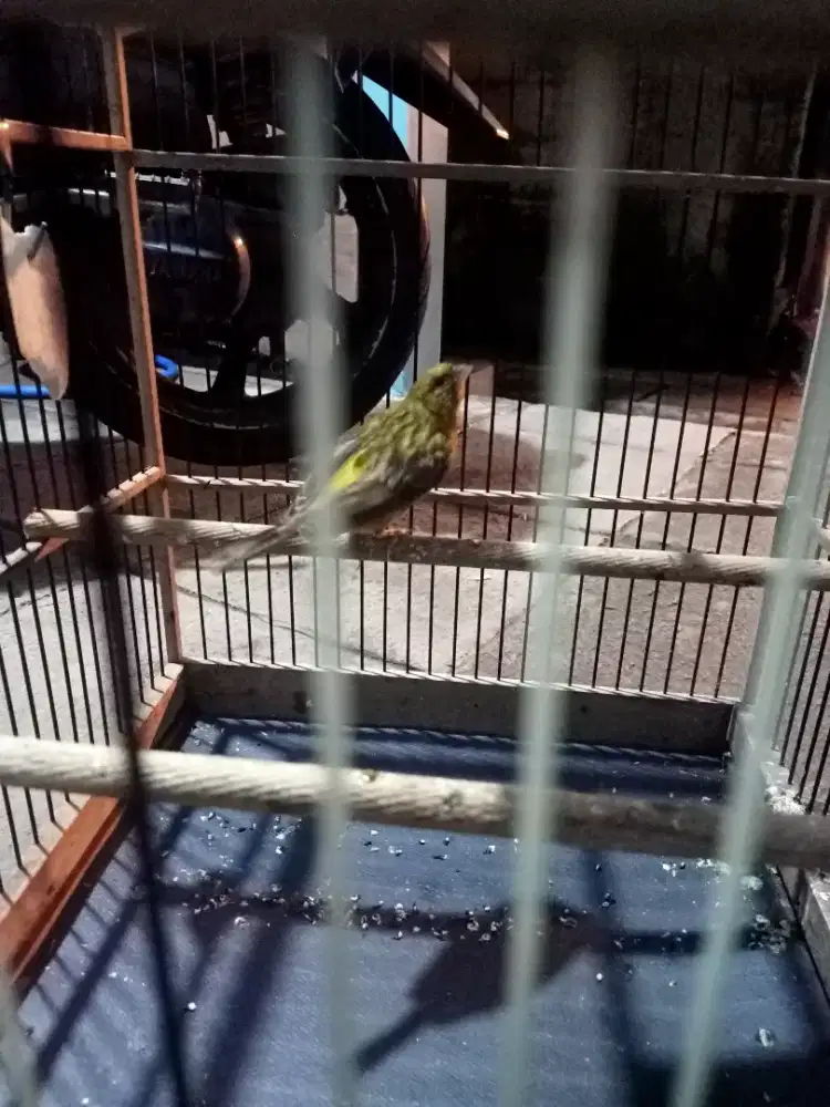 Kenari loper beli di klaten